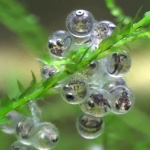 Thumbnail of post image 137