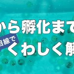 Thumbnail of post image 168