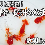 Thumbnail of related posts 015