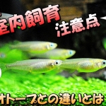 Thumbnail of post image 106