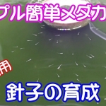 Thumbnail of post image 178