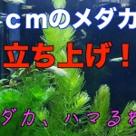 Thumbnail of post image 070