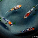 Thumbnail of post image 071