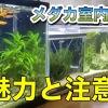 メダカ室内飼育の魅力と注意点